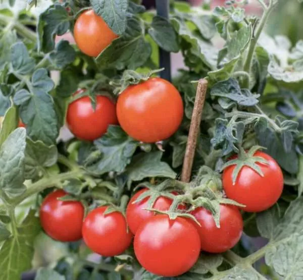 Micro tomato Red Robin